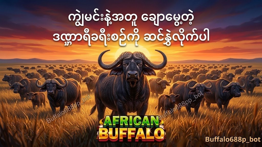 ကျွဲဂိမ်းအစစ် Buffalo688 ၊ကျွဲဘုရင် ၊ရှမ်းကိုးမီး၊ဘူကြီး