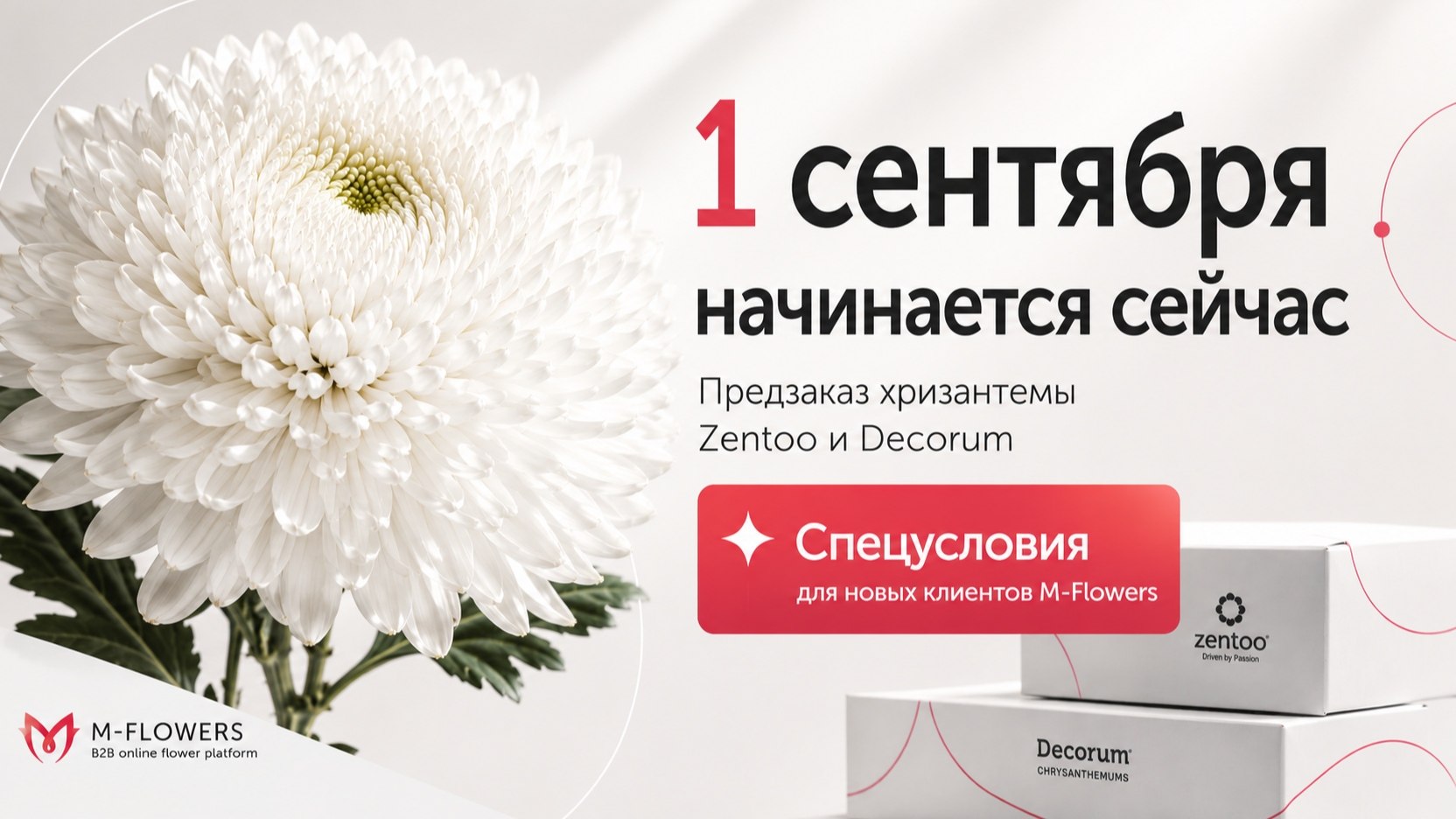 Поставка хризантемы к 1 сентября!