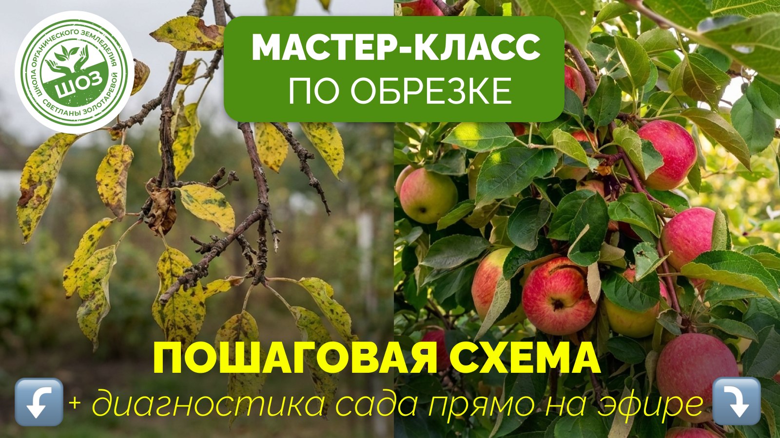 Мастер-класс по санитарной обрезке